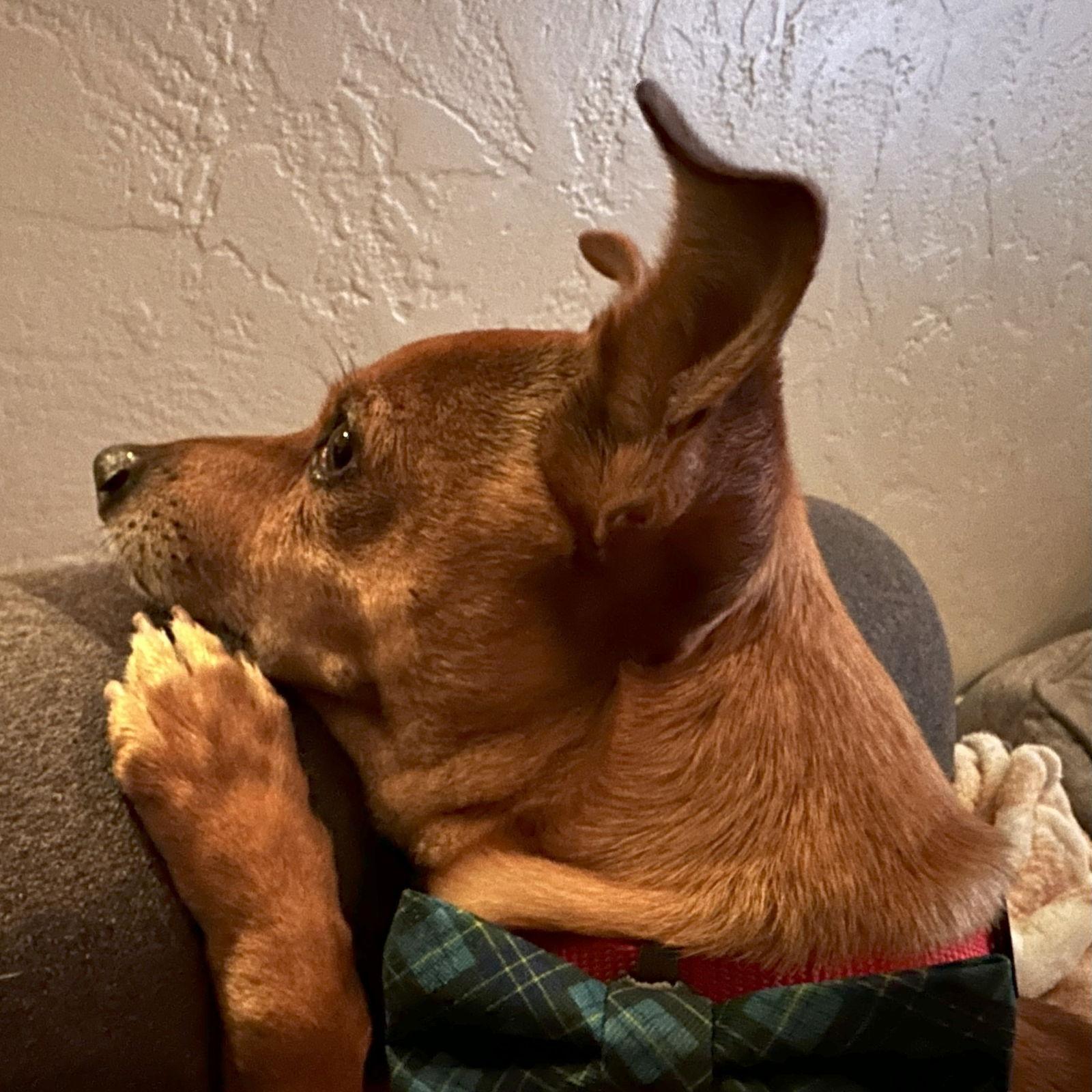 Gucci, Adoptable, Senior Male Chihuahua.