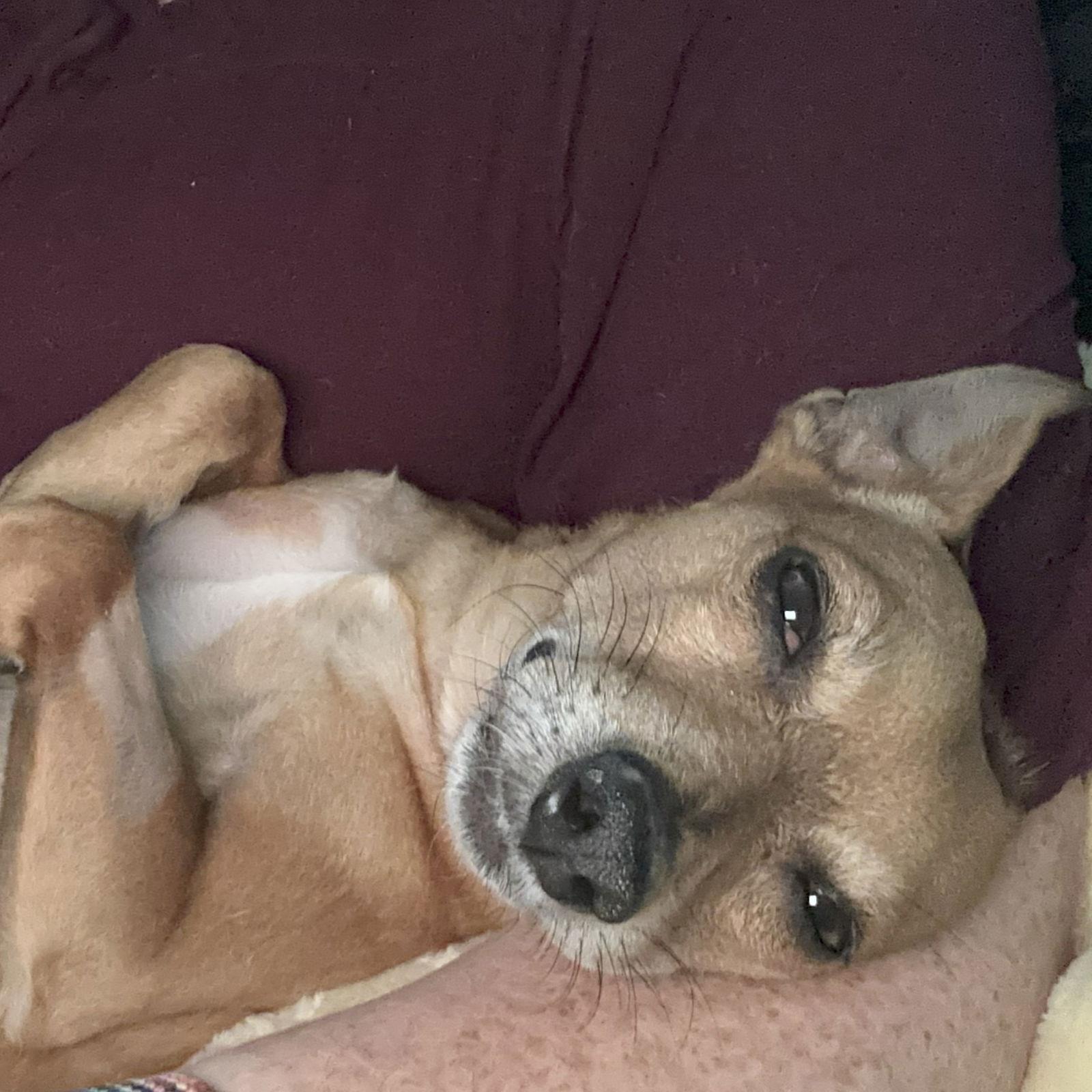 Enlarge Gucci, a Adoptable Chihuahua in San Jose, CA image 2/3