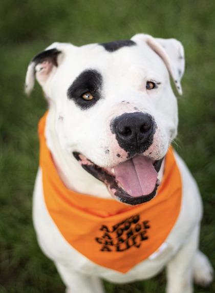 Petey, a ADOPTABLE Mixed Breed in Hamilton, OH image 2/2