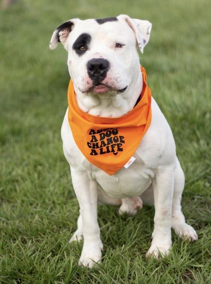 Petey, ADOPTABLE, Adult Male Mixed Breed.