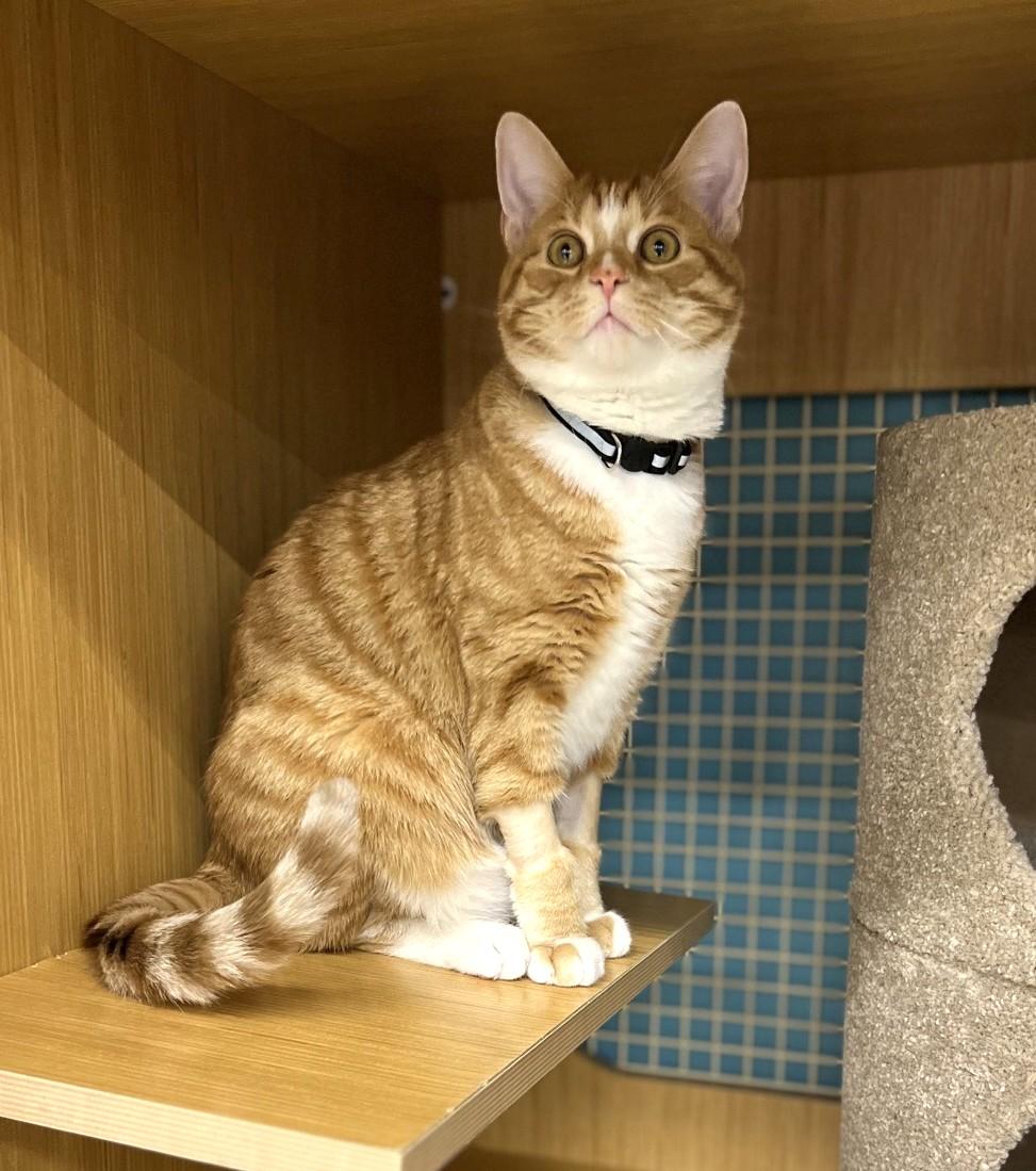 Claude, an adopted Tabby in Bentonville, AR image 2/3