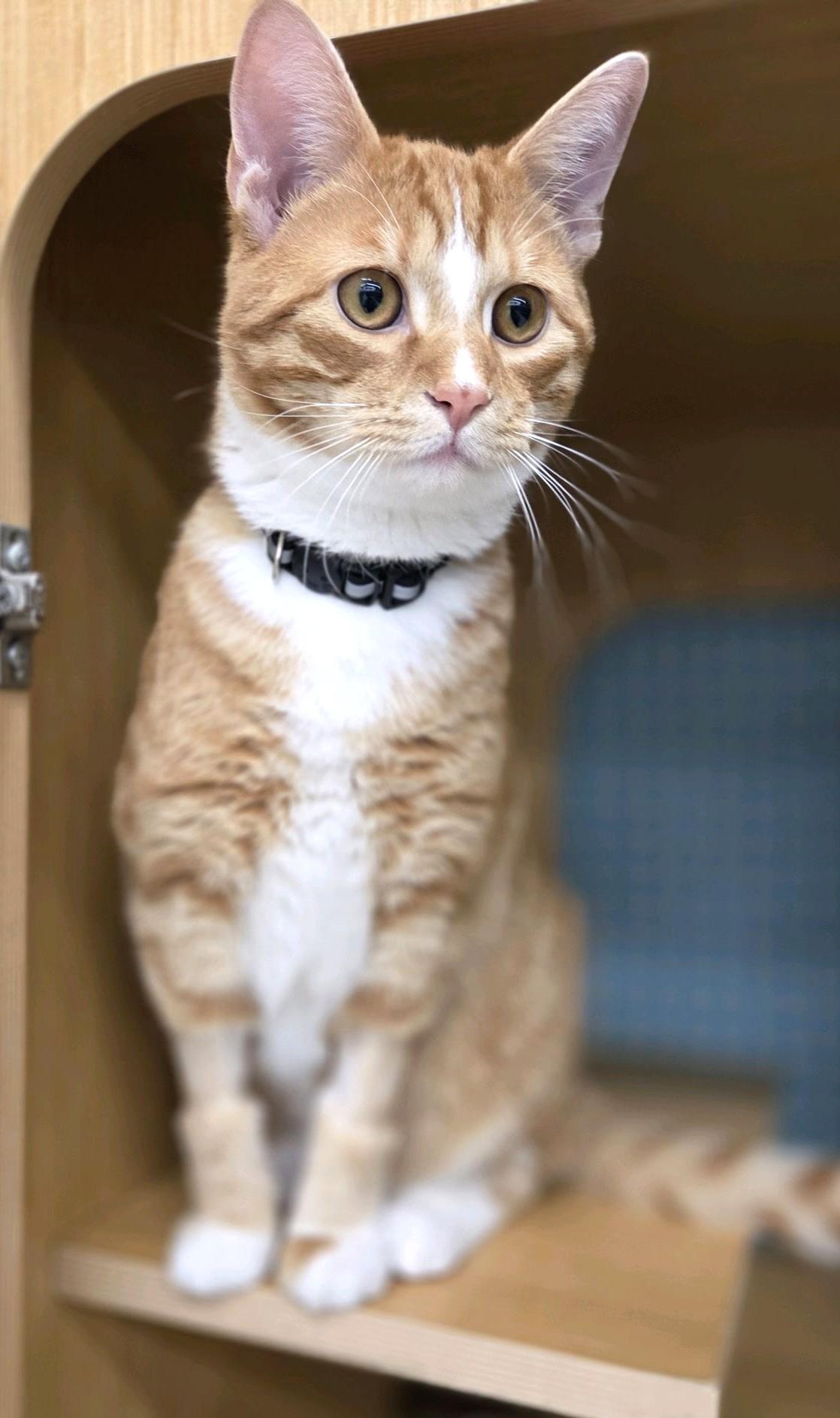 Claude, an adopted Tabby in Bentonville, AR image 3/3