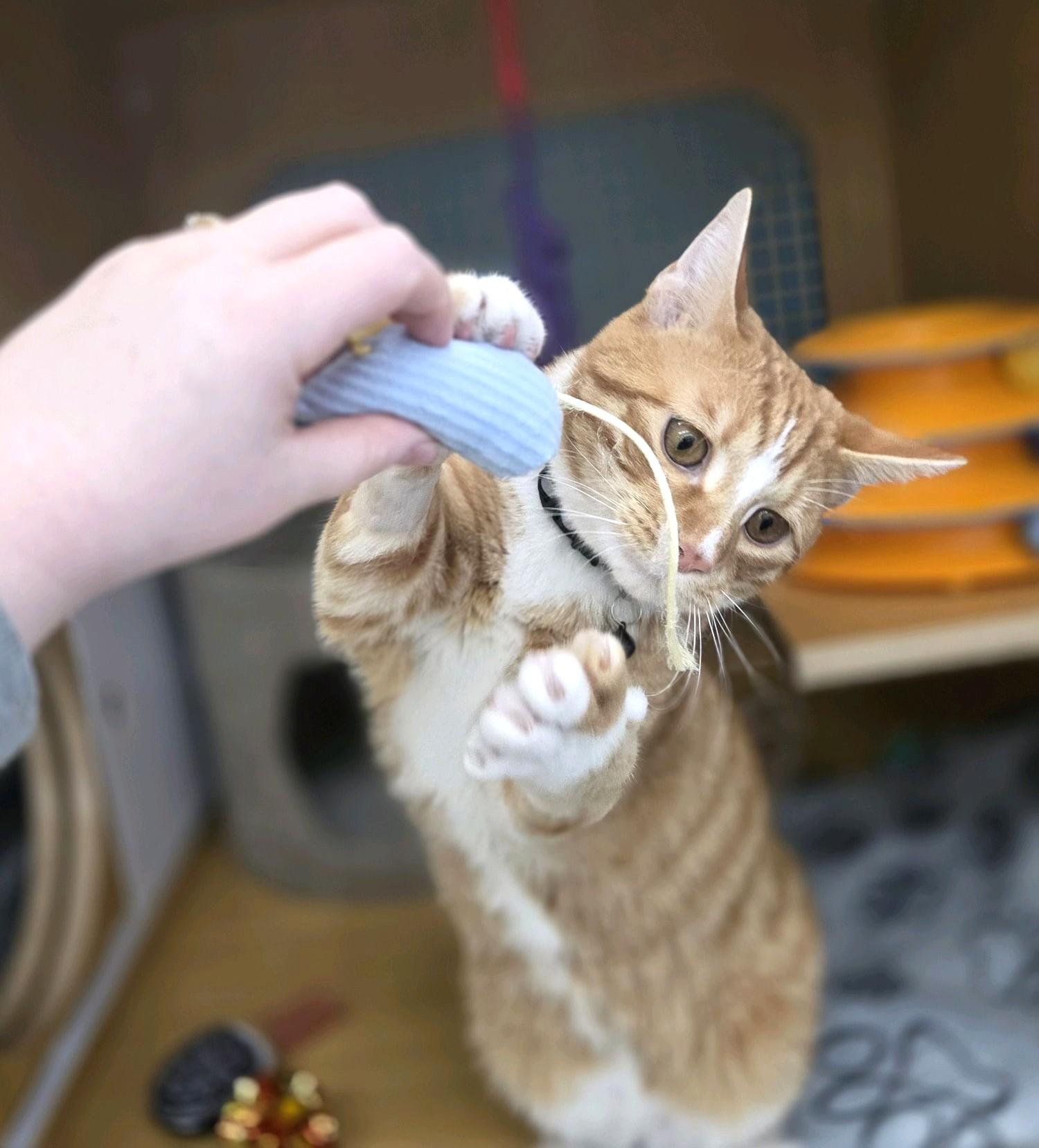 Claude, an adopted Tabby in Bentonville, AR image 1/3