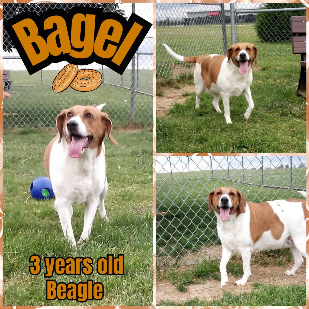 Enlarge Bagel, a ADOPTABLE Beagle in Franklin, IN image 1/1