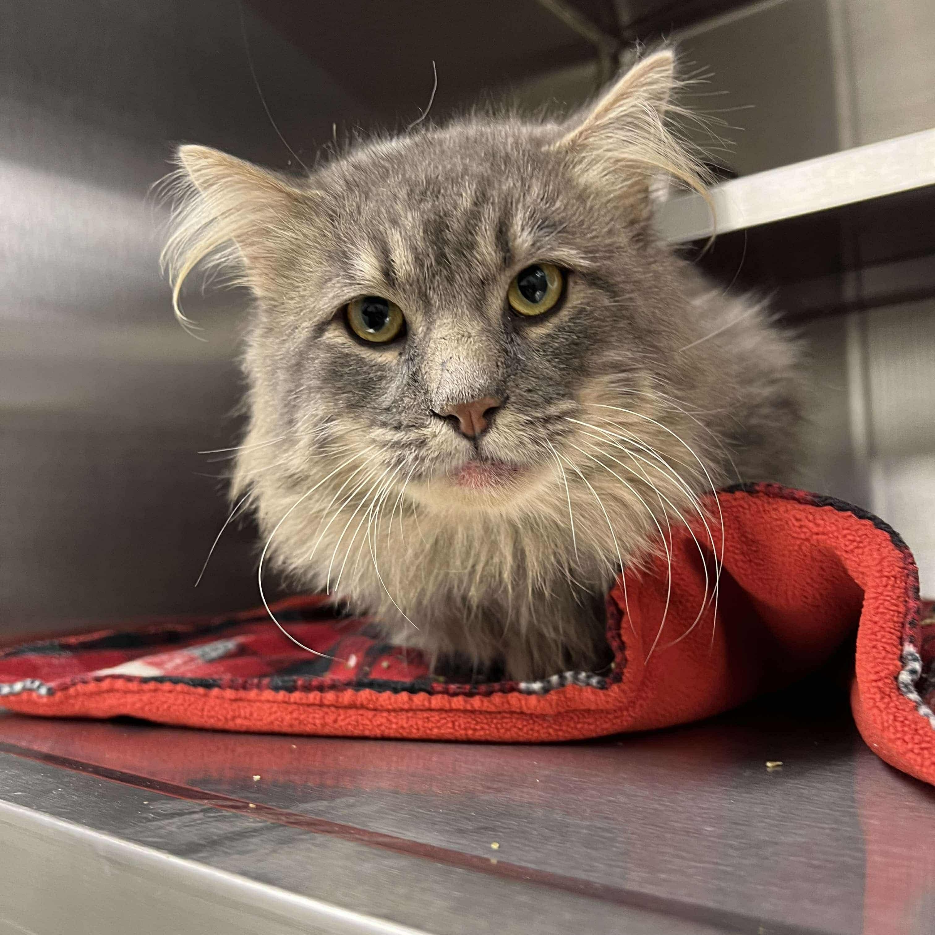 Enlarge Sullivan, a Adoptable mixed breed in Liberty, MO image 4/5