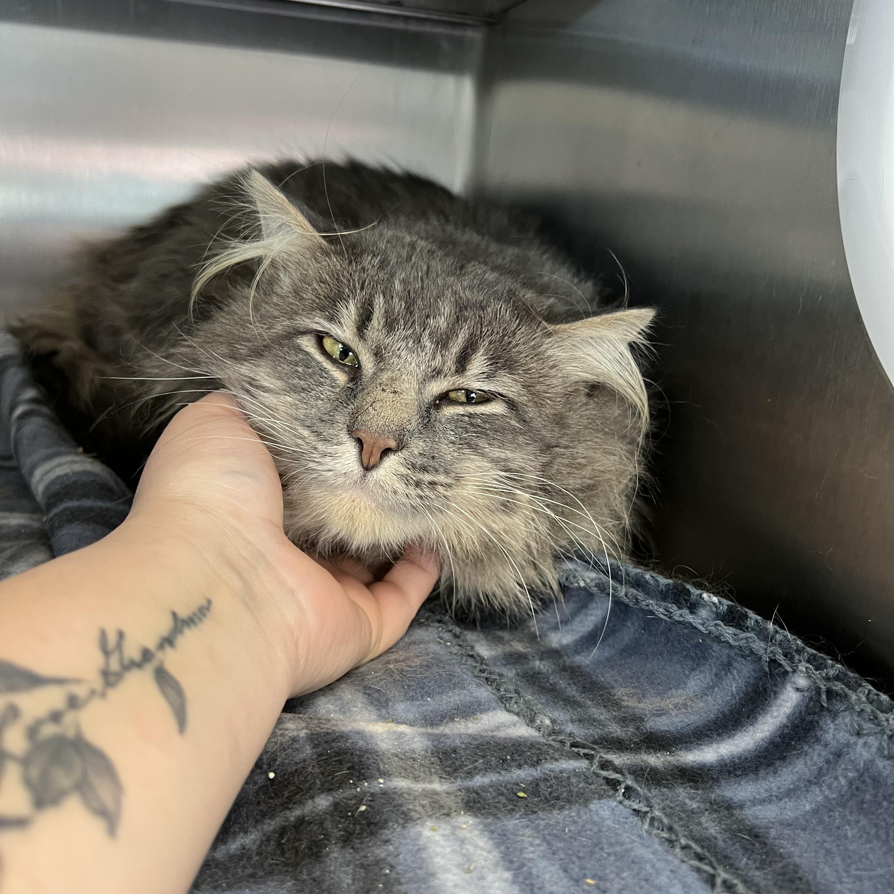 Enlarge Sullivan, a Adoptable mixed breed in Liberty, MO image 2/5