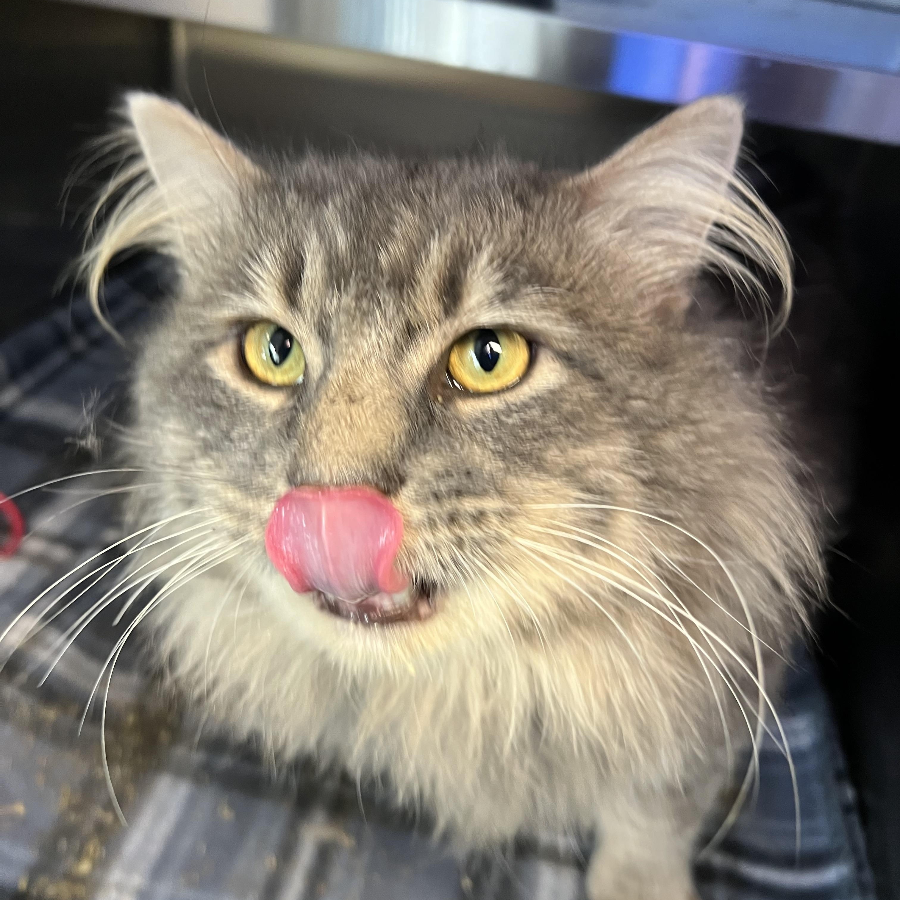 Enlarge Sullivan, a Adoptable mixed breed in Liberty, MO image 5/5