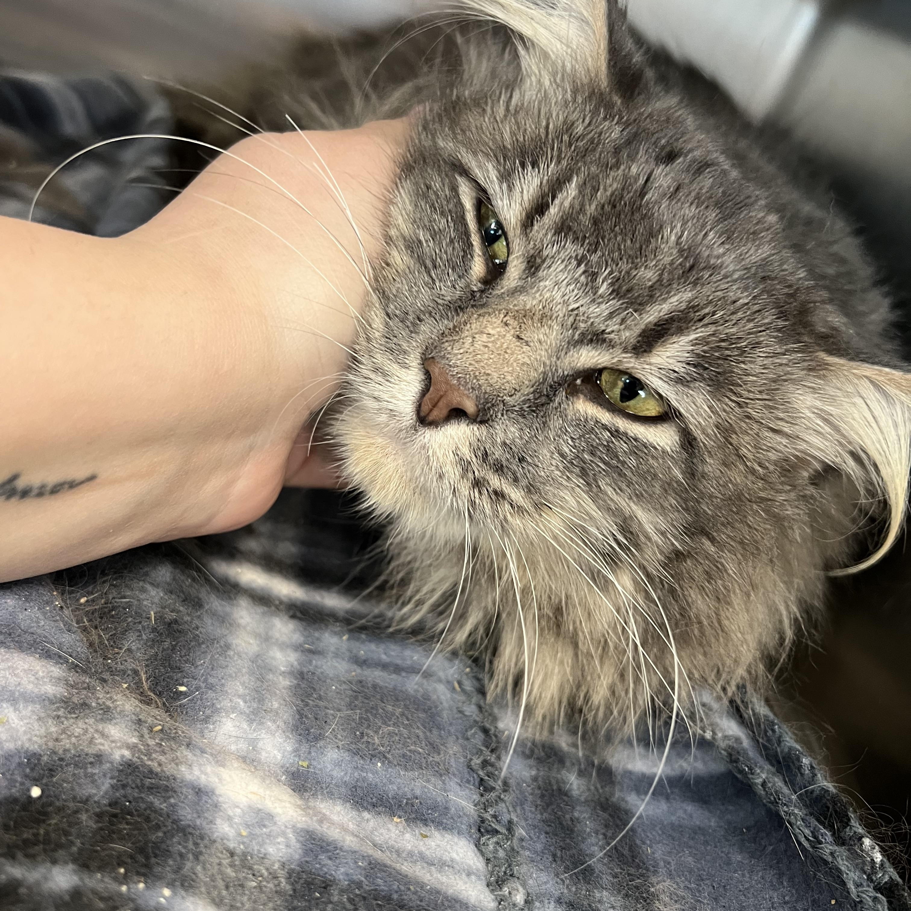 Enlarge Sullivan, a Adoptable mixed breed in Liberty, MO image 3/5