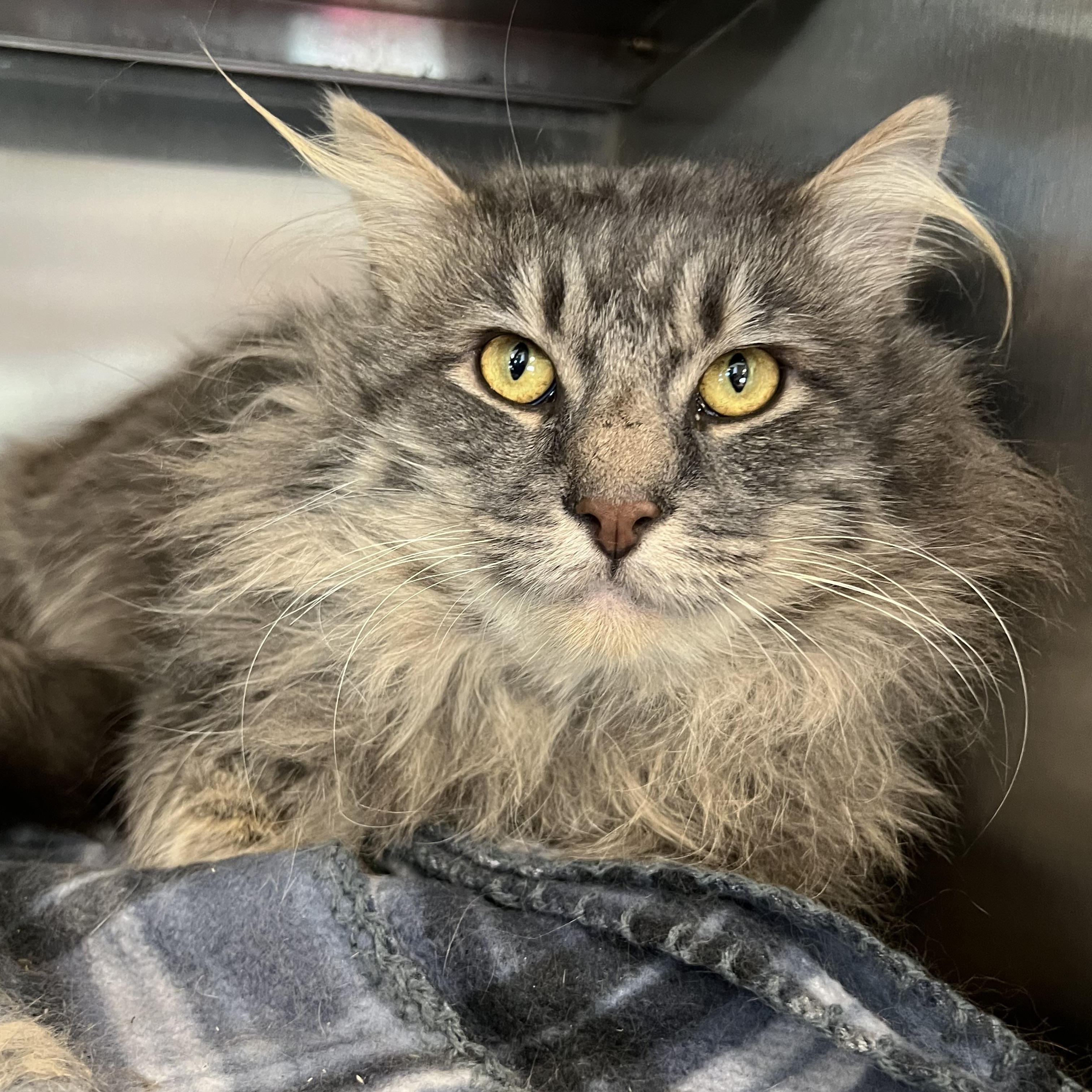 Sullivan, Adoptable, Adult Male Domestic Long Hair & Maine Coon.