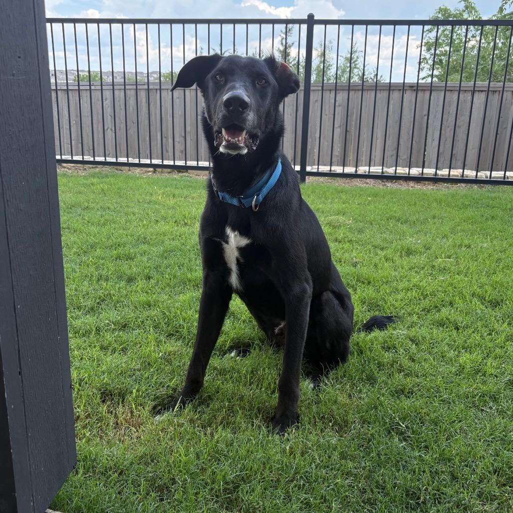 EURO, Adoptable, Adult Male Labrador Retriever & Doberman Pinscher.