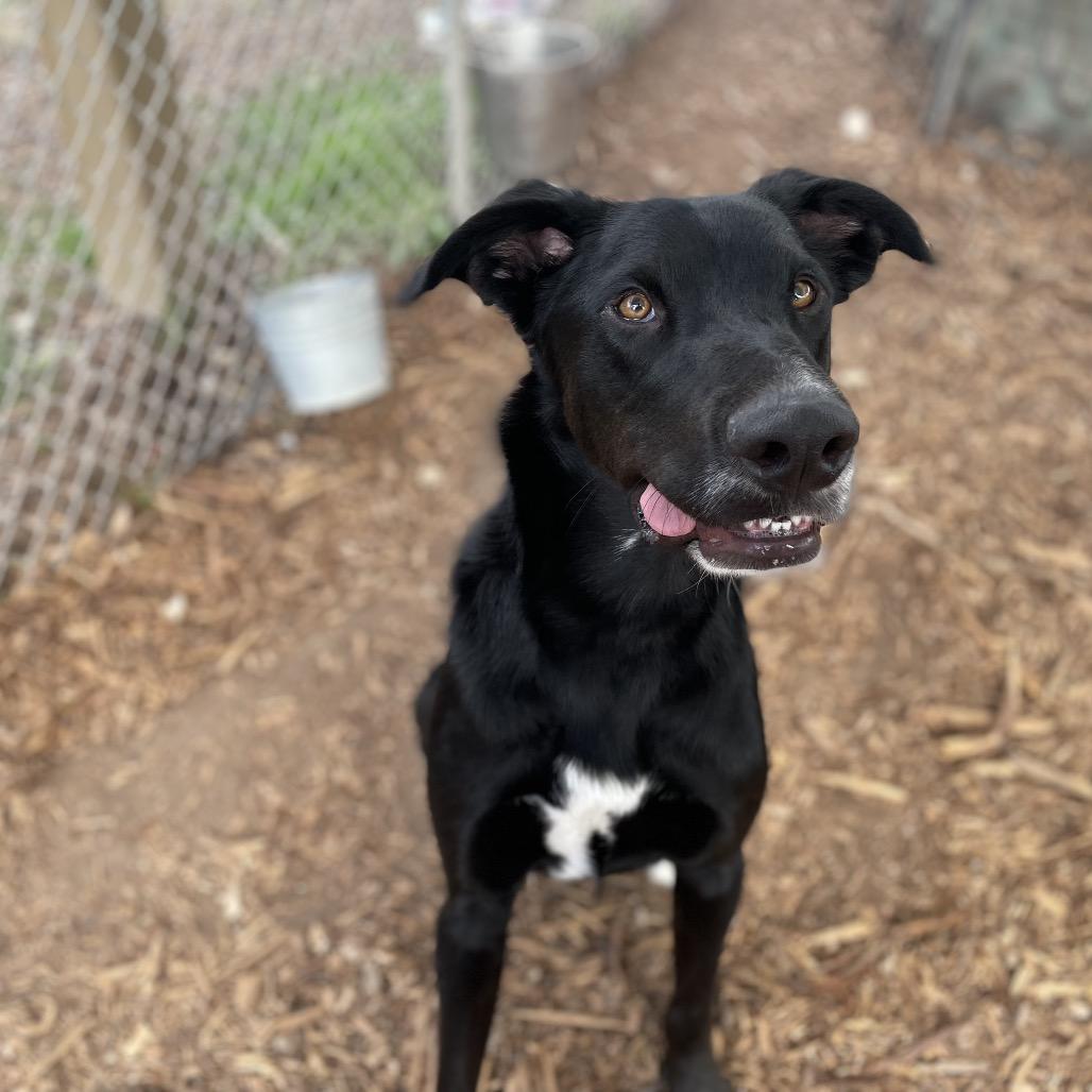 EURO, Adoptable, Young Male Labrador Retriever & Mixed Breed.