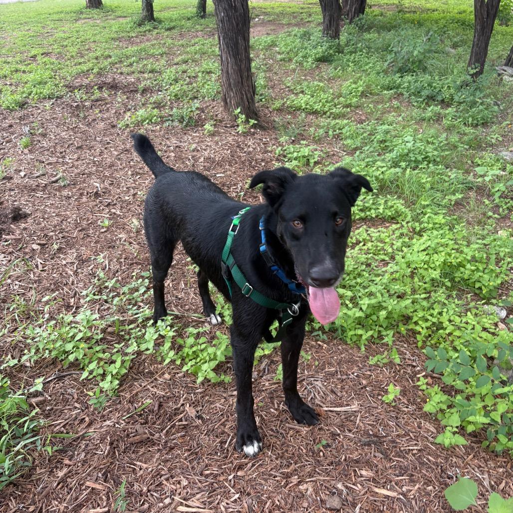 EURO, a Adoptable mixed breed in Kyle, TX image 2/6