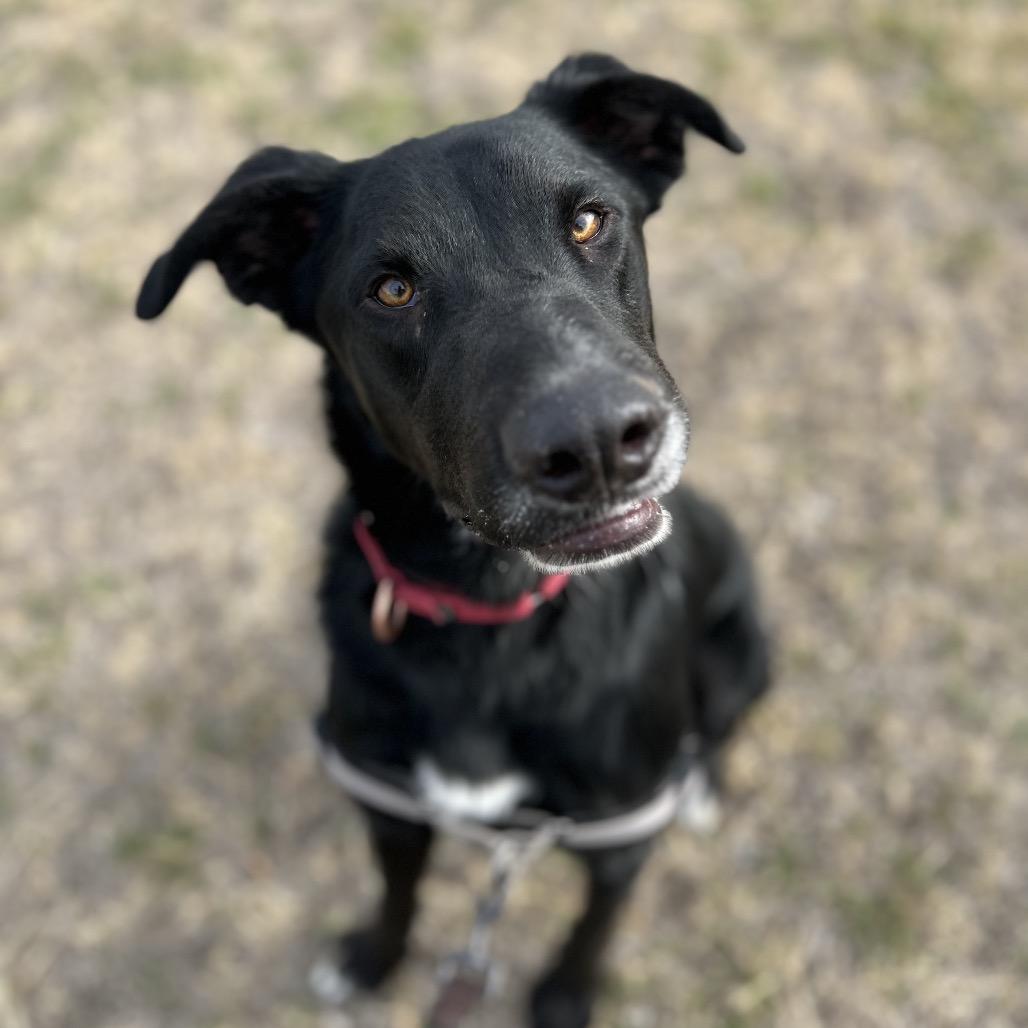 Enlarge EURO, a Adoptable mixed breed in Kyle, TX image 2/6