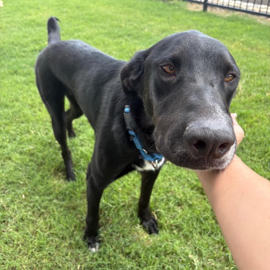 EURO, a Adoptable mixed breed in Kyle, TX image 3/6