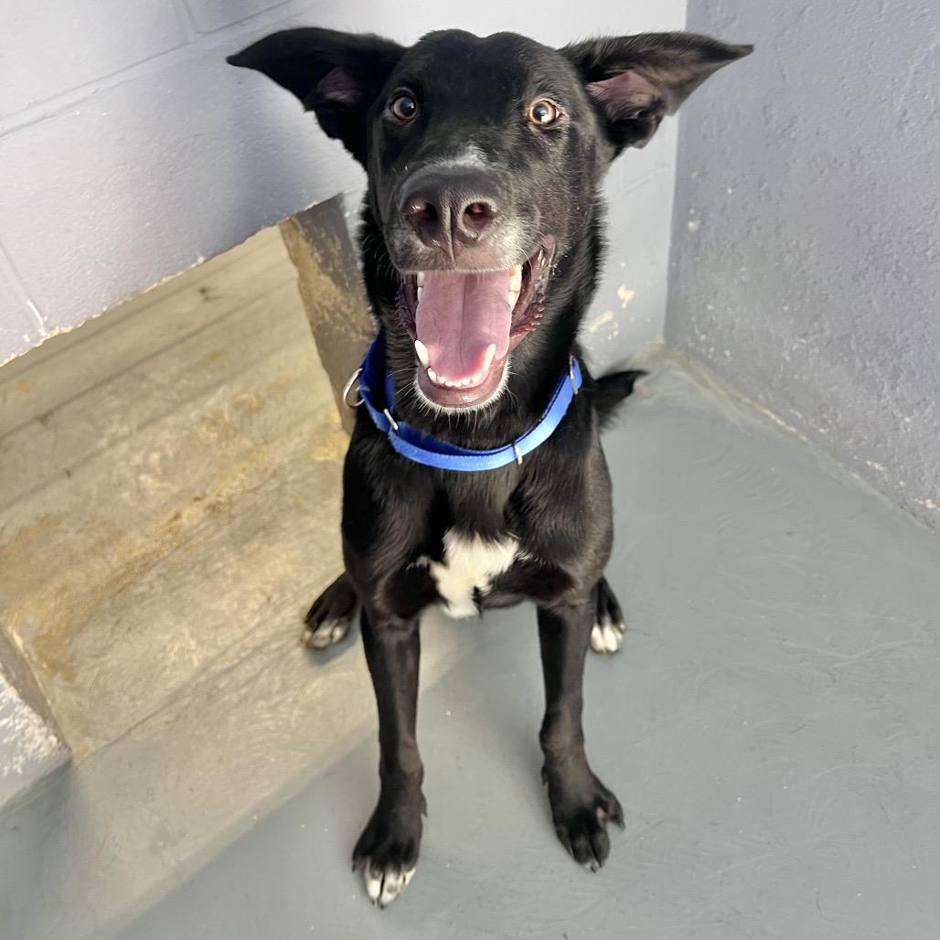 EURONYMOUS, Adoptable, Young Male Labrador Retriever & Mixed Breed.