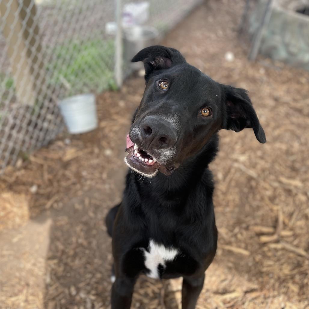 Enlarge EURO, a Adoptable mixed breed in Kyle, TX image 4/6