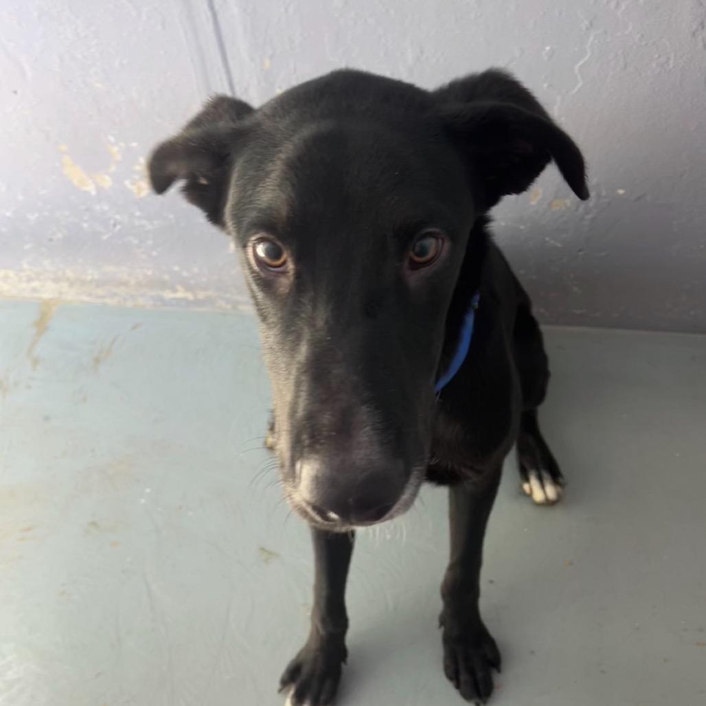 Enlarge EURONYMOUS, a Adoptable mixed breed in Kyle, TX image 3/4