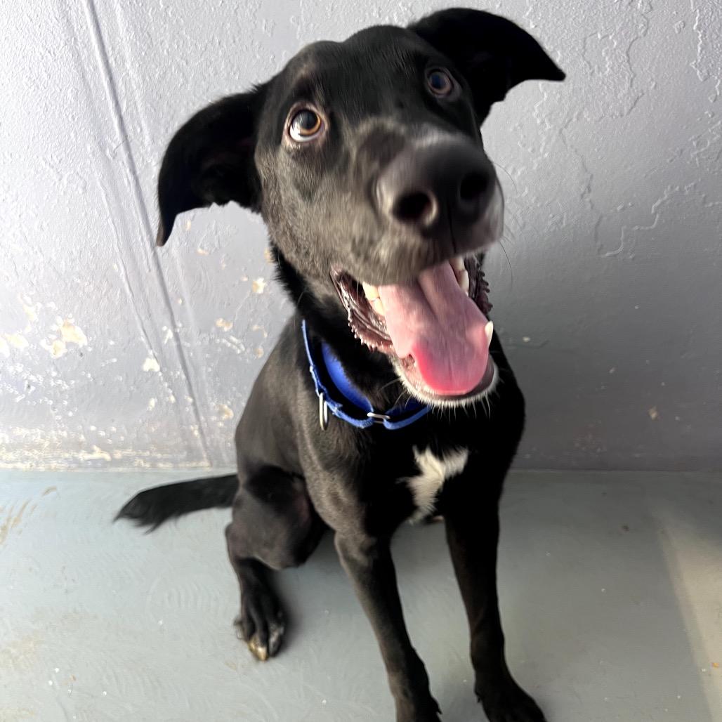 Enlarge EURONYMOUS, a Adoptable mixed breed in Kyle, TX image 4/4