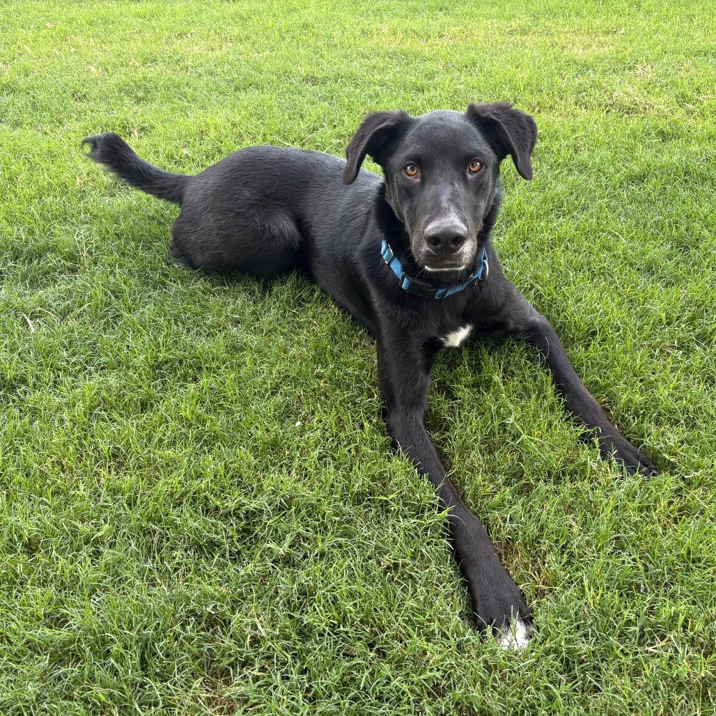 EURO, a Adoptable mixed breed in Kyle, TX image 6/6