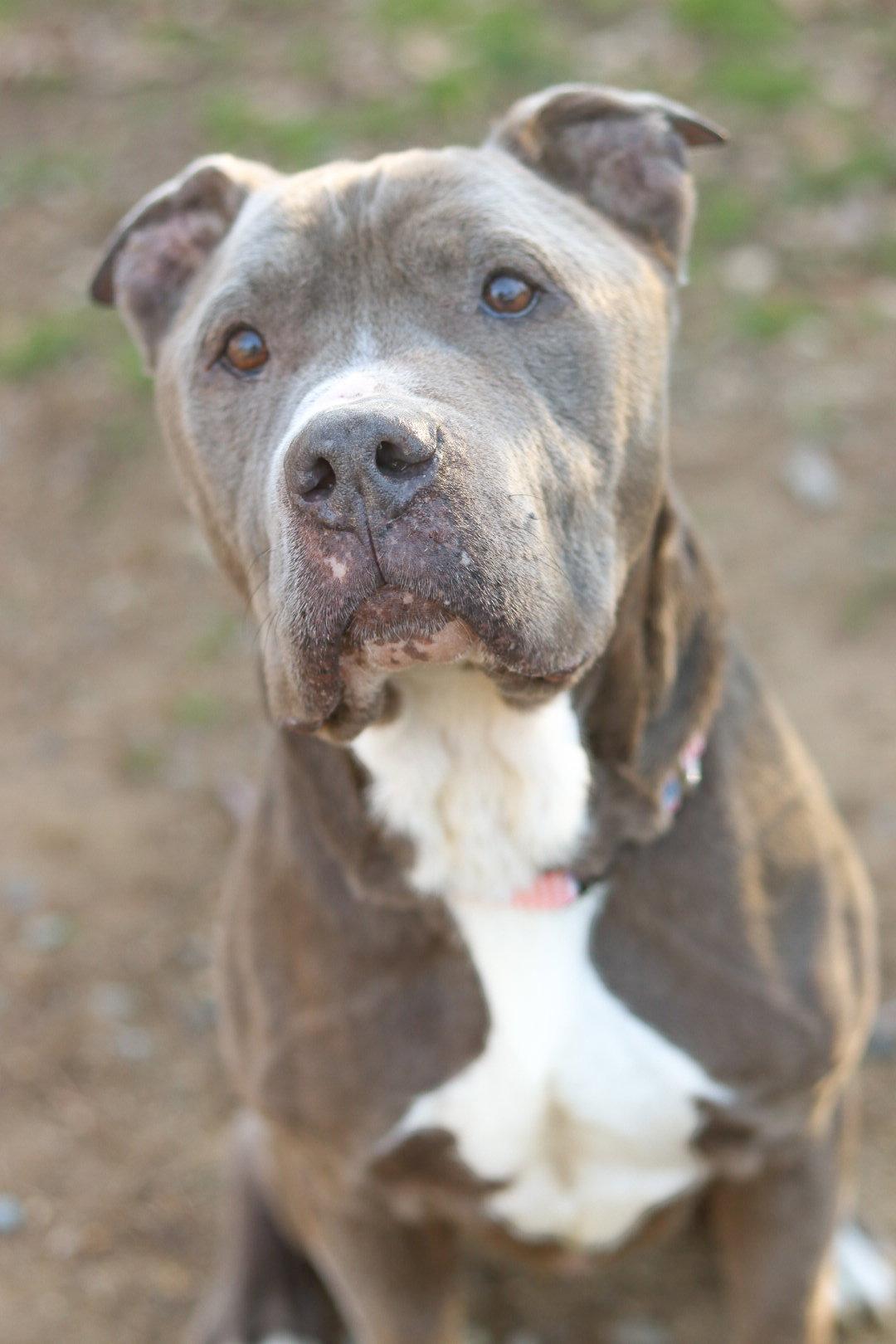 Doug (In Foster), Adoptable, Adult Male Pit Bull Terrier.