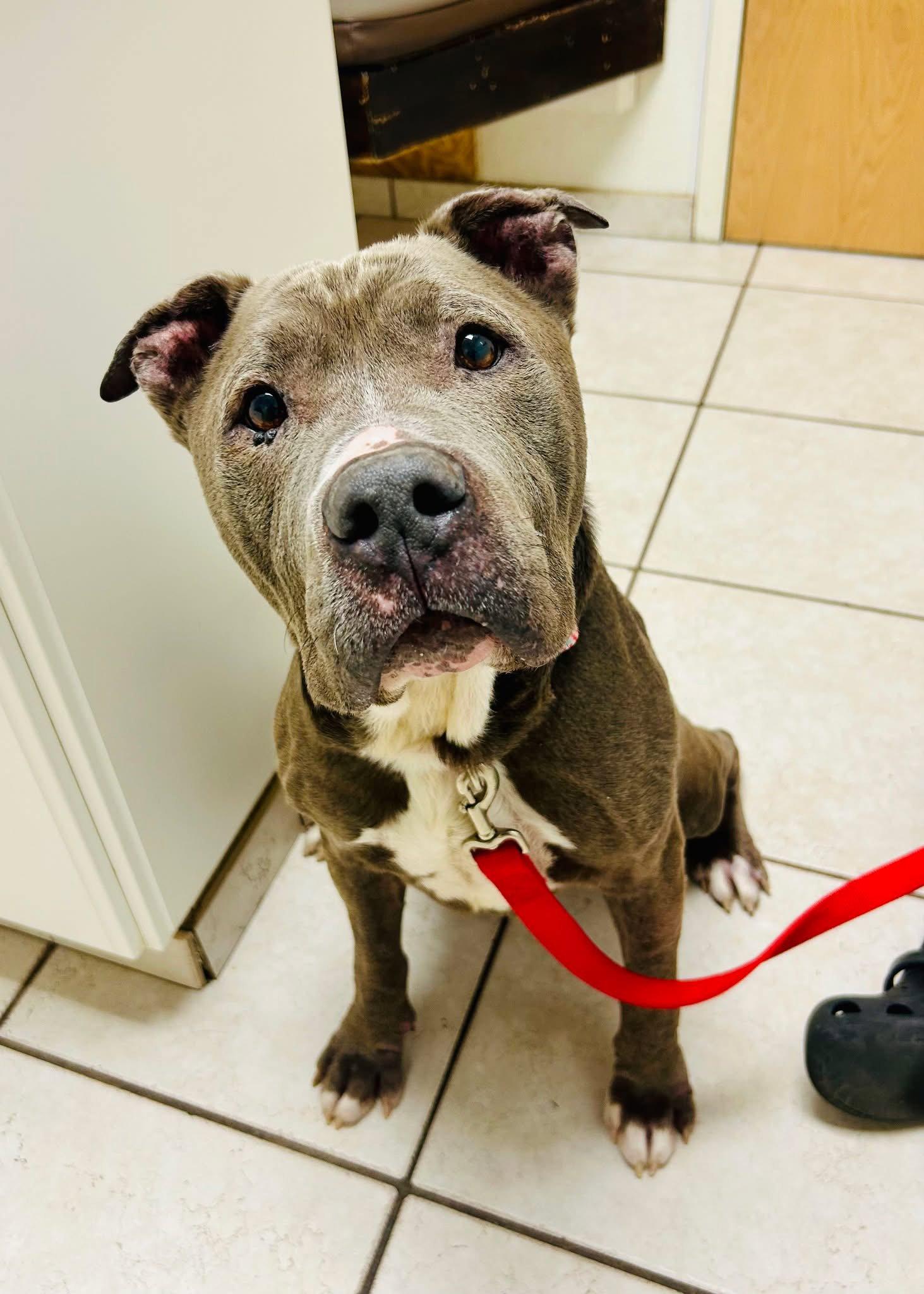 Enlarge Doug, a Adoptable Pit Bull Terrier in Sanford, NC image 1/1