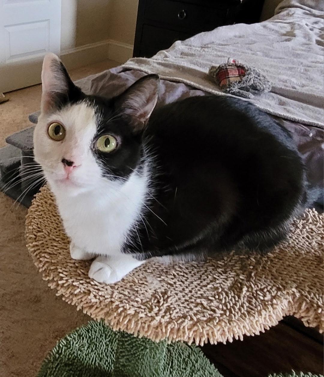 Enlarge Noel, a ADOPTABLE Domestic Short Hair in Easley, SC image 4/4