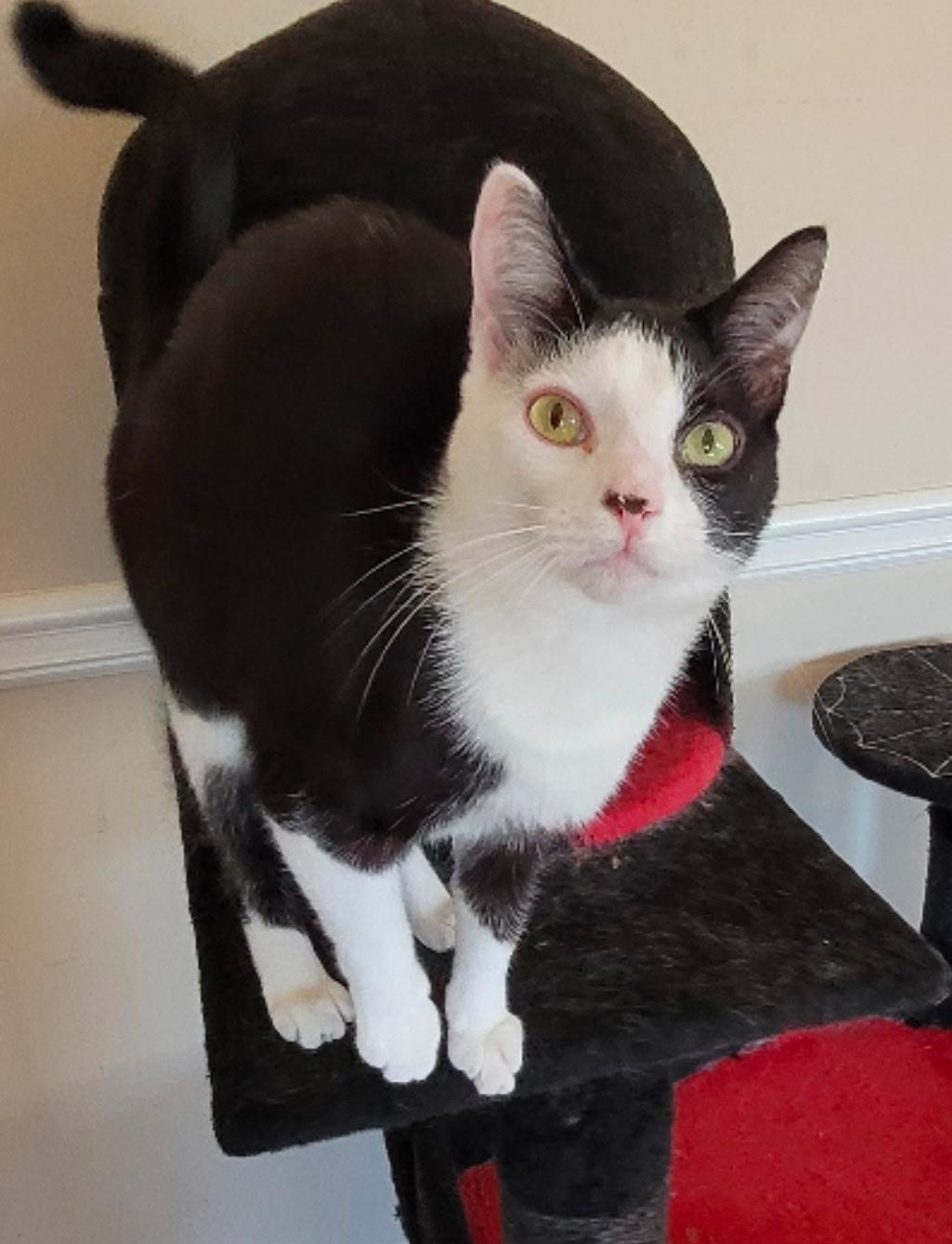 Enlarge Noel, a ADOPTABLE Domestic Short Hair in Easley, SC image 2/4