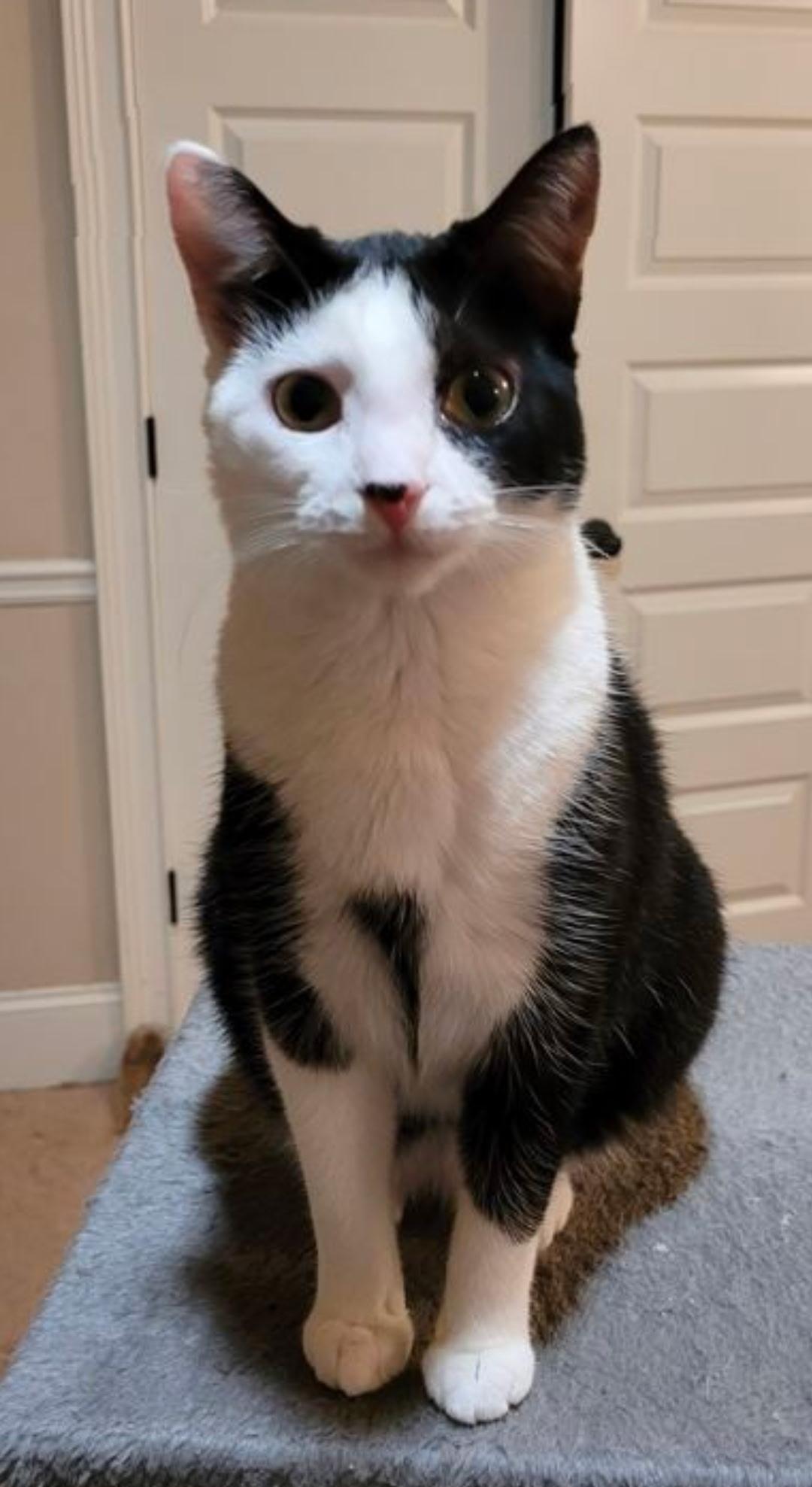 Enlarge Noel, a ADOPTABLE Domestic Short Hair in Easley, SC image 3/4