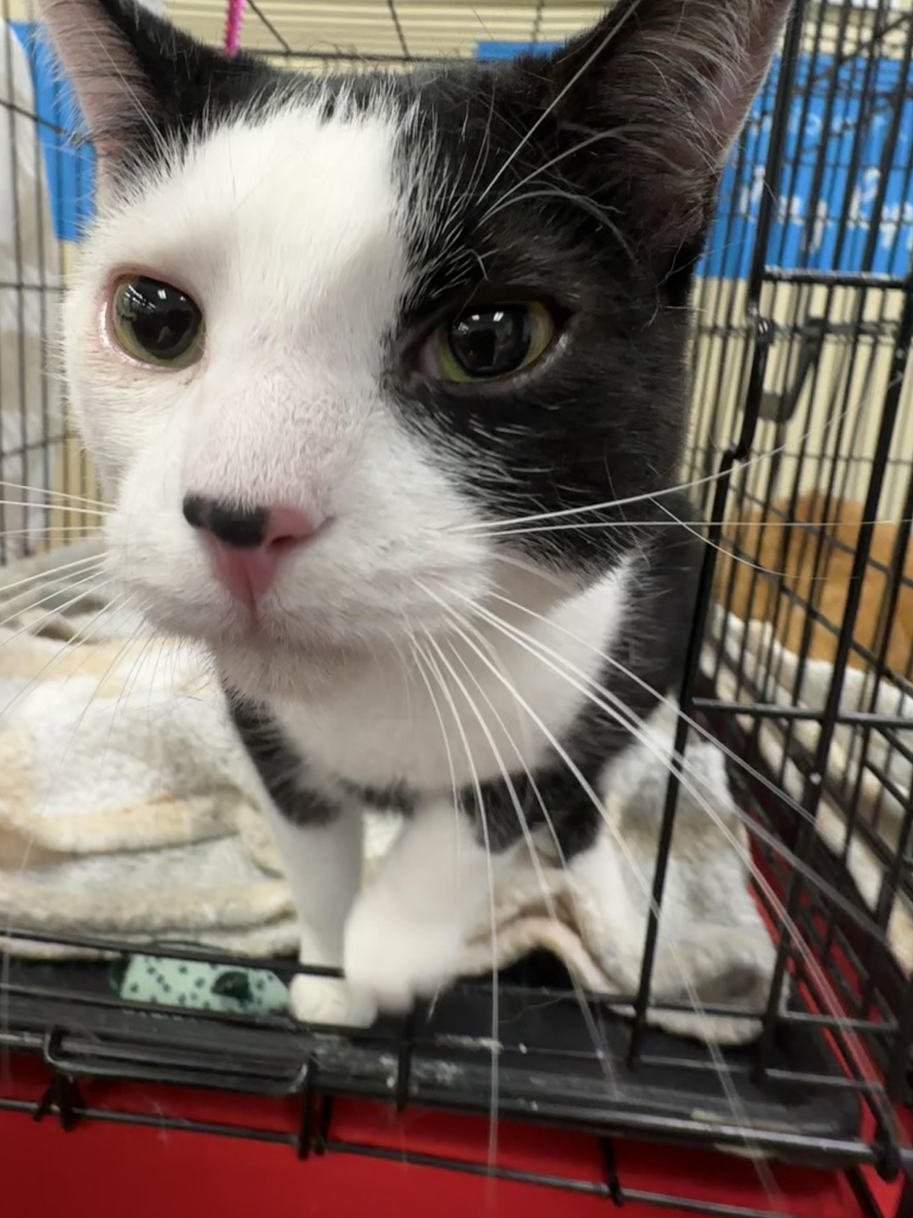 Enlarge Noel, a ADOPTABLE Domestic Short Hair in Easley, SC image 1/4