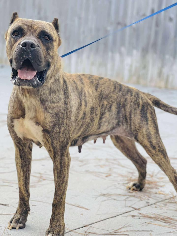 Rescue Only- AC#3313 "Noel"