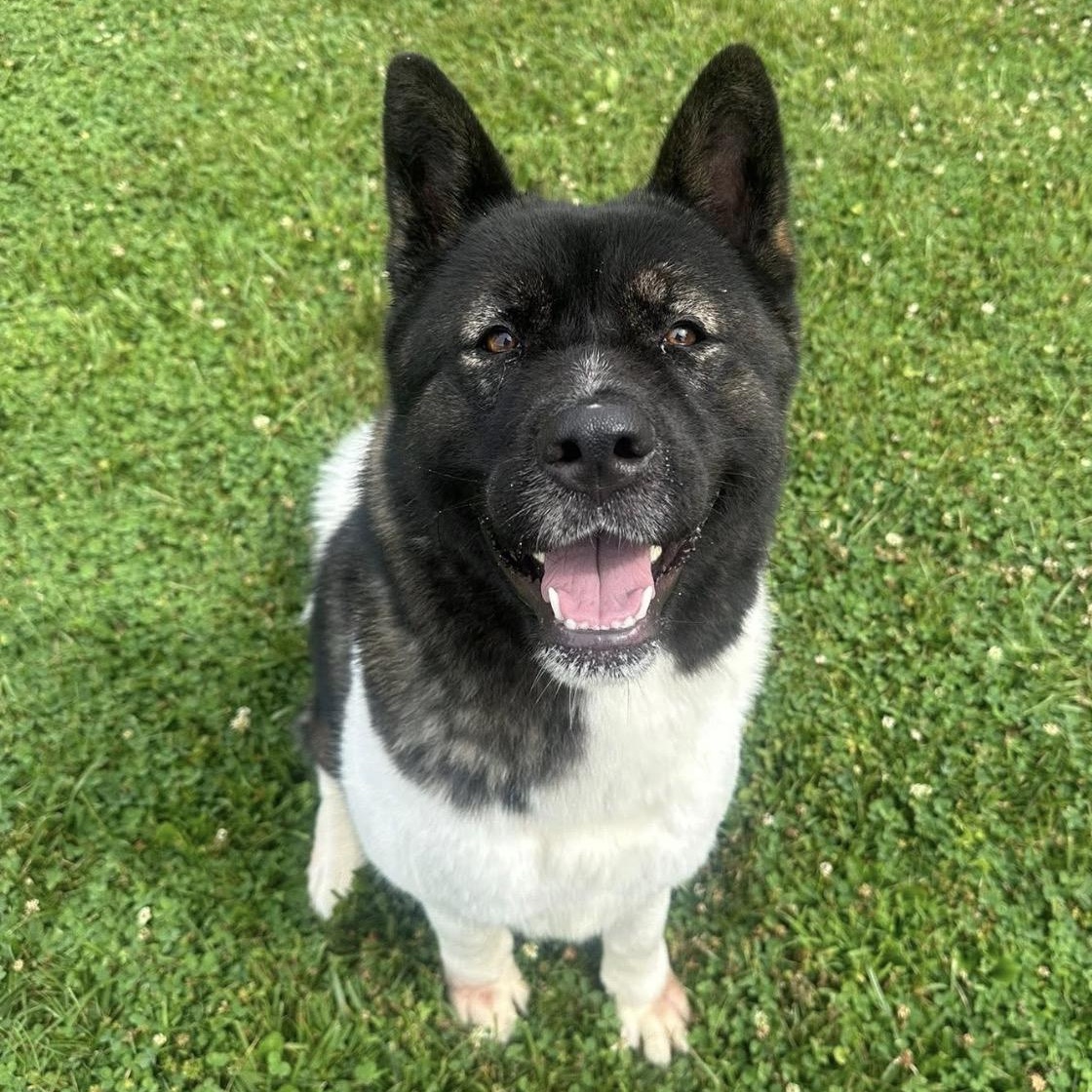 Naomi, a ADOPTABLE Akita in Myerstown, PA image 1/4