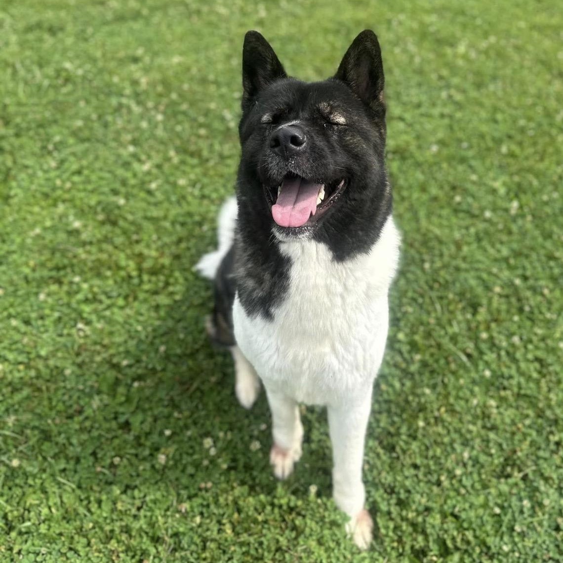 Naomi, a ADOPTABLE Akita in Myerstown, PA image 3/4