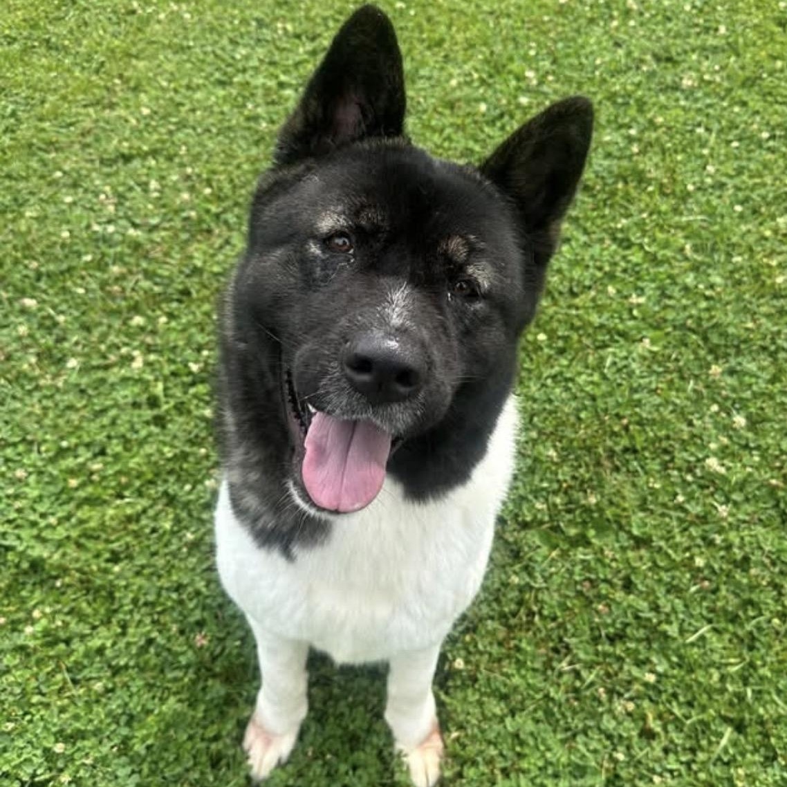 Naomi, a ADOPTABLE Akita in Myerstown, PA image 4/4