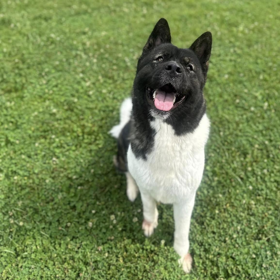 Naomi, a ADOPTABLE Akita in Myerstown, PA image 2/4