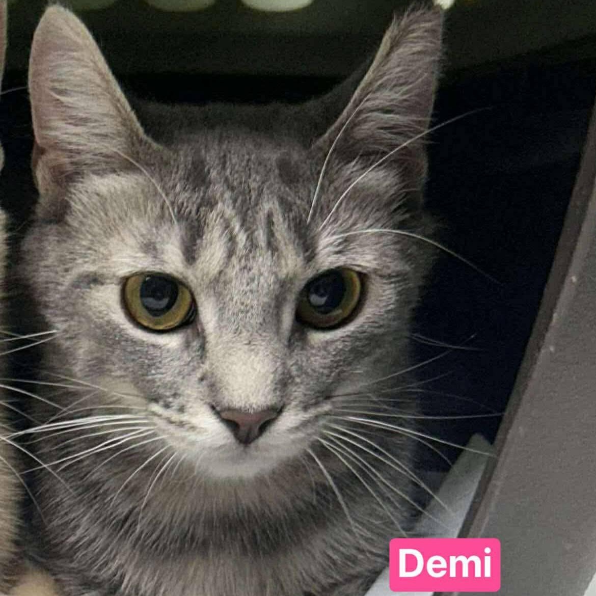 Demi, Young Female Domestic Short Hair