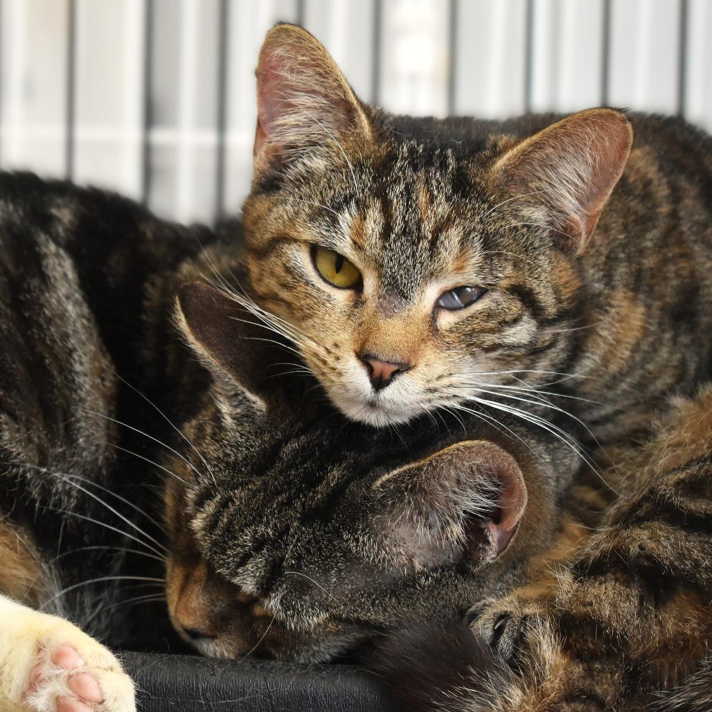 Sneakers, Adoptable, Adult Female Domestic Short Hair.