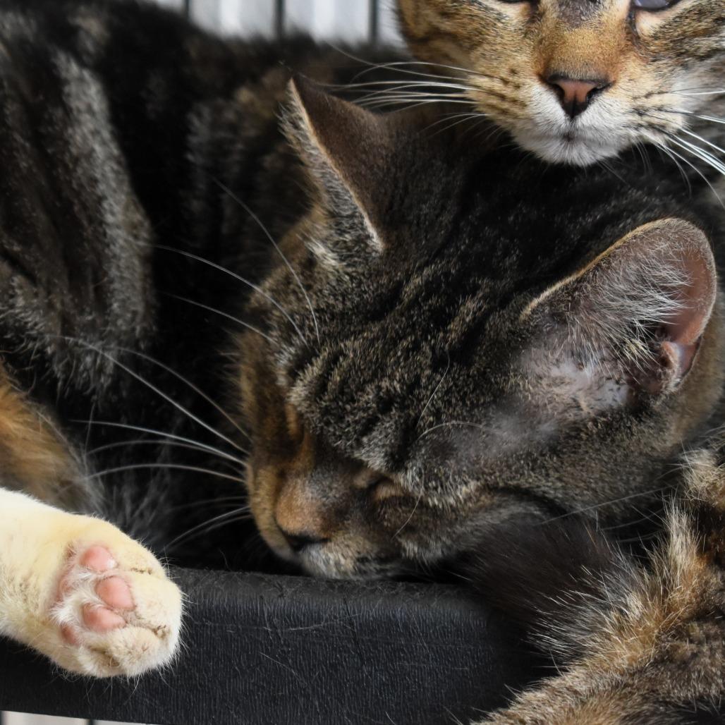 Sneakers, a Adoptable Domestic Short Hair in Waynesboro, PA image 2/3