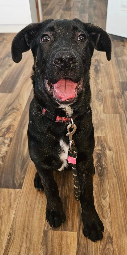 Harvey, Adopted, Puppy Male German Shepherd Dog & Mastiff.