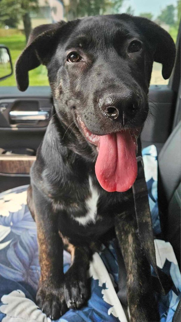 Harvey, a Adopted mixed breed in Kemble, ON image 2/6