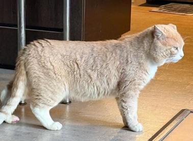 Redford, Adoptable, Adult Male Domestic Short Hair & Tabby.