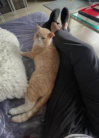 Enlarge Redford, a Adoptable mixed breed in San Francisco, CA image 2/6