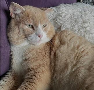 Enlarge Redford, a Adoptable mixed breed in San Francisco, CA image 3/6