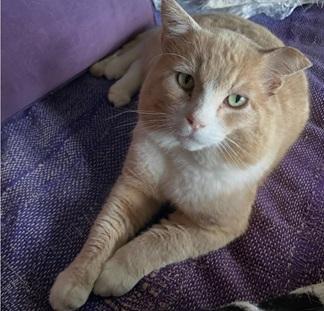 Enlarge Redford, a Adoptable mixed breed in San Francisco, CA image 4/6