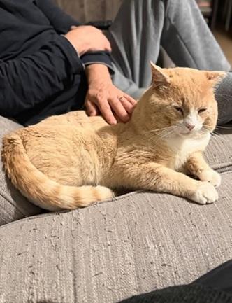 Enlarge Redford, a Adoptable mixed breed in San Francisco, CA image 5/6