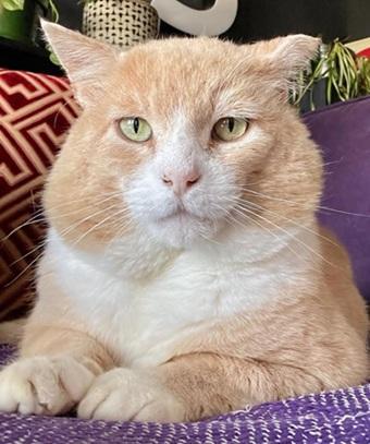 Enlarge Redford, a Adoptable mixed breed in San Francisco, CA image 6/6