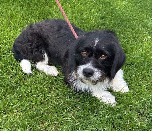 BUSTER (ohiosdrescue@gmail.com), an adopted mixed breed in Elyria, OH image 2/2