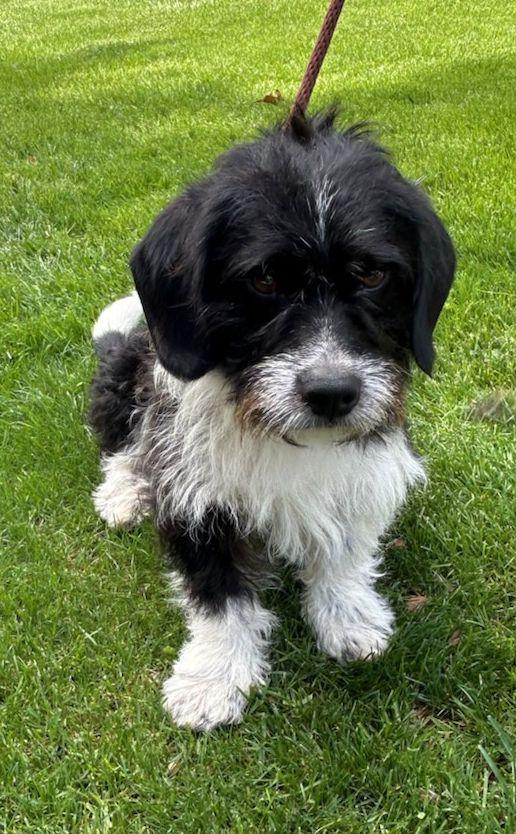 BUSTER (ohiosdrescue@gmail.com), adopted, Adult Male Shih Tzu.