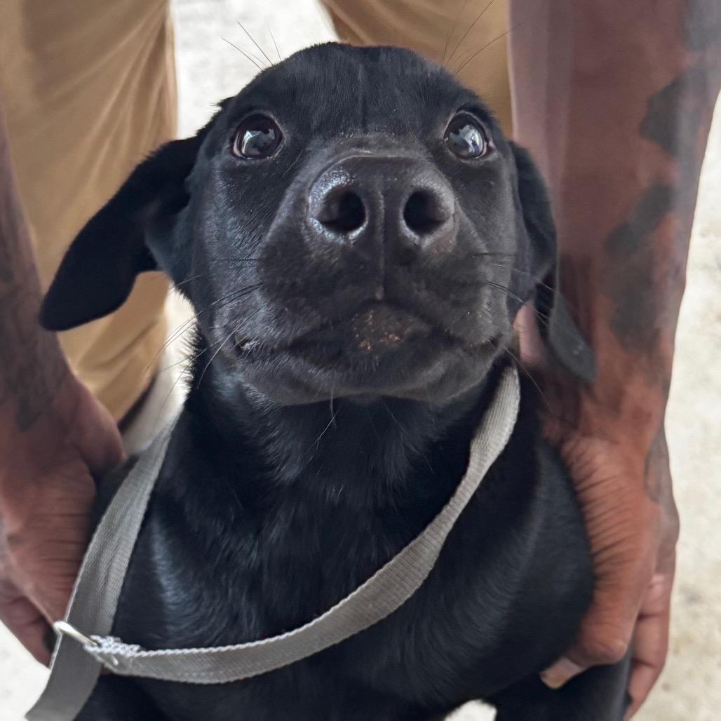Tink, Adoptable, Puppy Female Labrador Retriever.