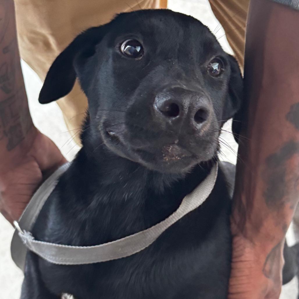 Enlarge Tink, a Adoptable mixed breed in Clarksdale, MS image 2/3