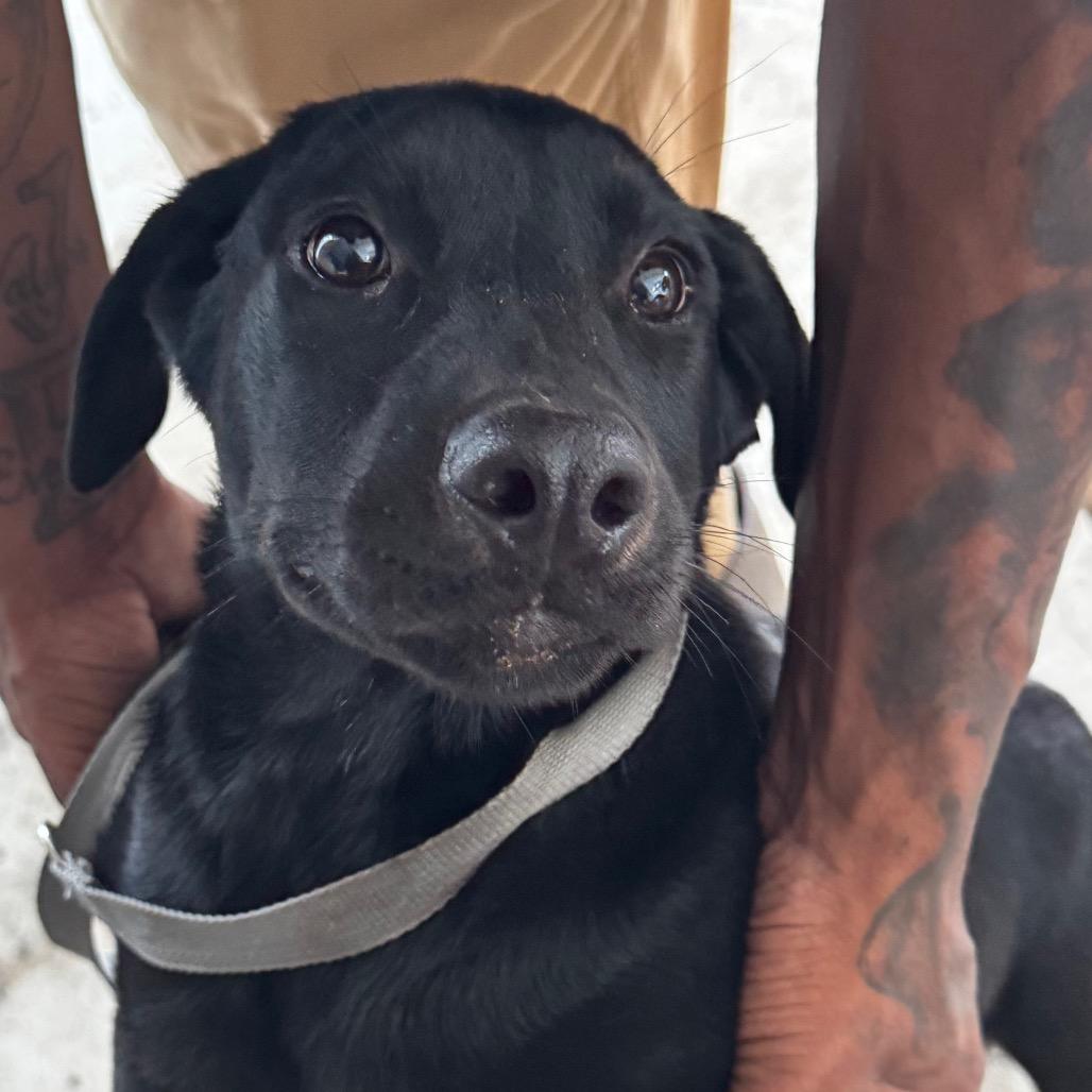 Enlarge Tink, a Adoptable mixed breed in Clarksdale, MS image 3/3